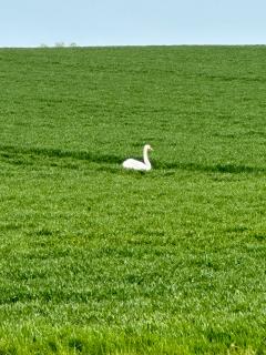 This swan seems to have lost its way and its mate!